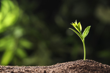 Young plant in fertile soil on blurred background, space for text. Gardening time