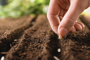 Farmer planting seeds into fertile soil, closeup with space for text. Gardening time