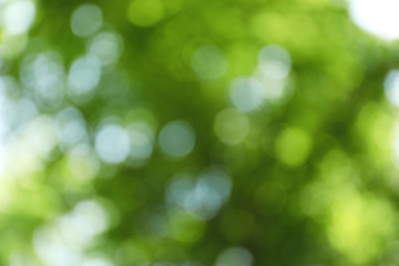 Fototapeta na wymiar Blurred view of abstract green background. Bokeh effect