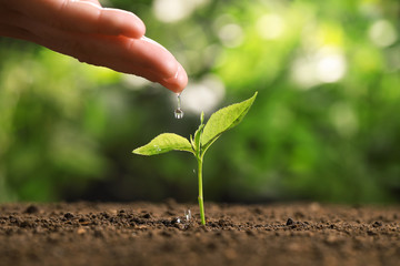 Woman pouring water on young seedling in soil against blurred background, closeup. Space for text