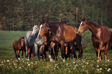 A herd of young horses on pasture