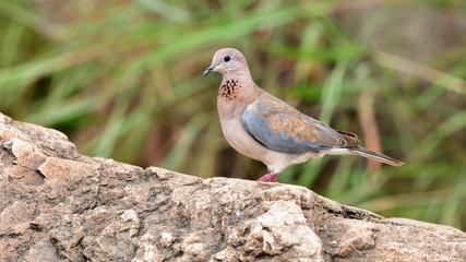 laughing dove Streptopelia senegalensis in african landscape