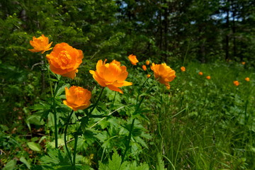Russia. The Kuznetsk Alatau, the riverhead of the river Tom. Trollius asiaticus