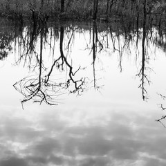 Abstract dead trees reflected in a lake, art of pattern and surface, bare tree trunks and branches, gently clouds in the water. Black and White.