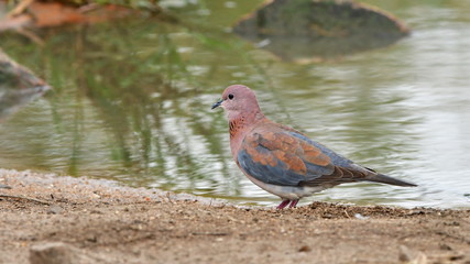 laughing dove Streptopelia senegalensis in african landscape