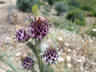 Cardo selvatico