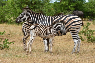 young zebra with its mu in African landscape