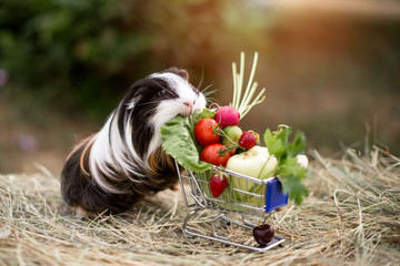 guinea pig and fruits