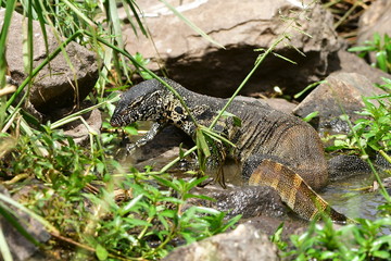 water monitor varanus niloticus ,South Africa 