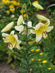 Closeup orange red yellow white Lily flowers in a garden bed, Macro shot, Pistil and stamen and bud and drop scent oil.