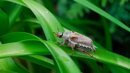 cockchafer on blossom