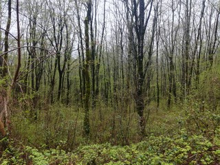 Obraz premium The russian green forest