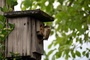 Birdhouse on tree, house sparrow while feeding the offspring