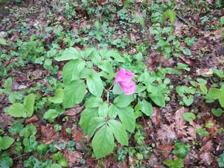 The flower form garden