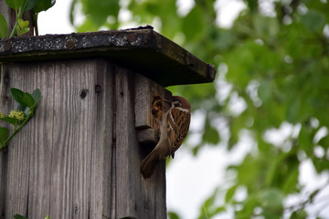 Birdhouse on tree, house sparrow while feeding the offspring