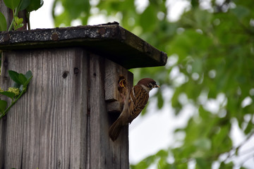 Birdhouse on tree, house sparrow while feeding the offspring