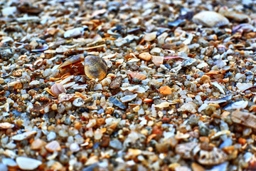 shells on the beach