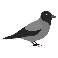 Crow, cute bird. Isolated vector illustration