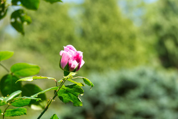Closeup of a mostly closed blossom of a pink rose (Sweet Laguna) and blurred trees in the background