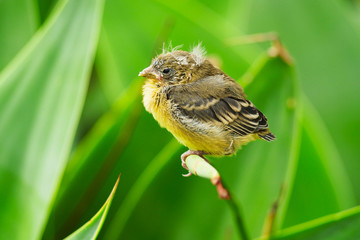 Lesser Goldfinch Baby