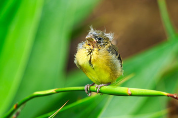 Lesser Goldfinch Baby