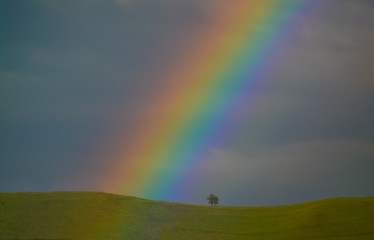 Hill ridge with lone tree and rainbow