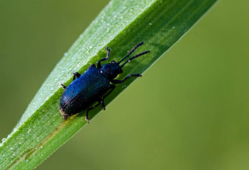 small blue-black beetle sits on a green blade of grass