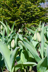 Flower bed with tulips under the fir