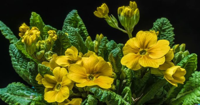The yellow flower of the primrose blossoms under the sun