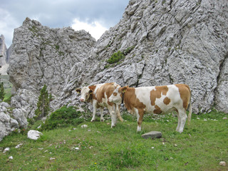Fototapeta na wymiar Cows on a meadow in the italian dolomites in south tyrol on a sunny summer day