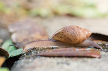 Carnivourous Rosy Wolfsnail