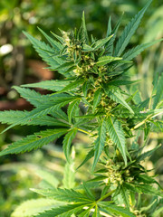 Flowering cannabis indica Marijuana plant flowering