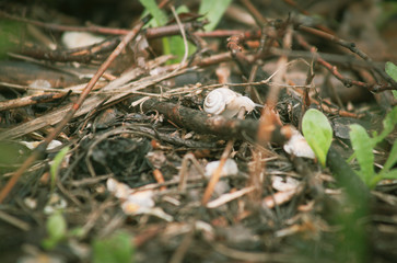  snail