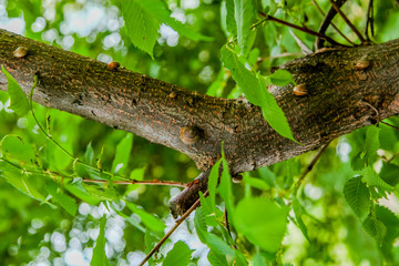 green lizard on the tree