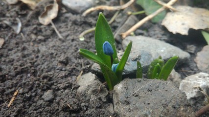 The flower from summer garden