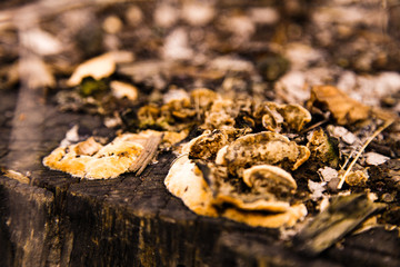 mushrooms