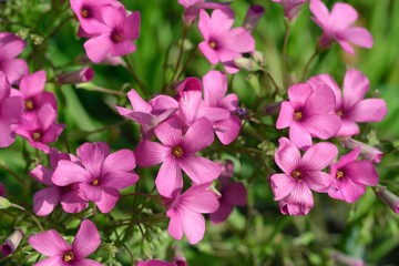 Fototapeta premium Oxalis articulata - pink oxalis - Oxalis articulata, Crete 