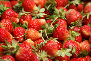 Fresh harvested ripe red strawberry heap
