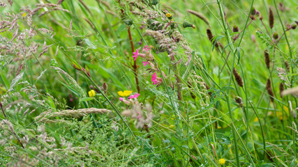 Wild flower hedgerow in spring/early summer, by the side of a road, in south west UK