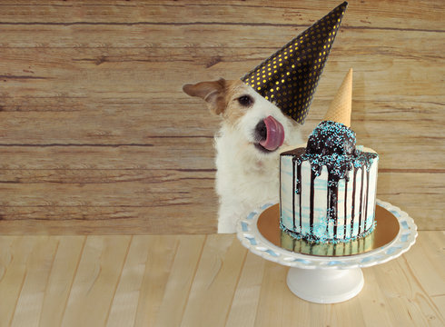 HAPPY DOG CELEBRATING BIRTHDAY OR ANNIVERSARY PARTY WITH A TASTY ICE CREAM CONE CAKE AGAINST WOODEN BACKGROUND.