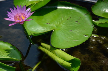 Water Lilly - Kingdom of Plants