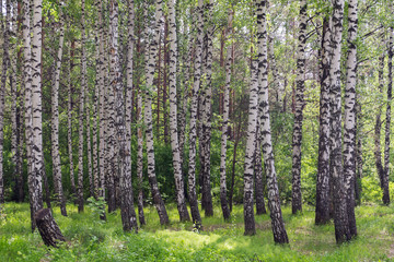 summer birch grove
