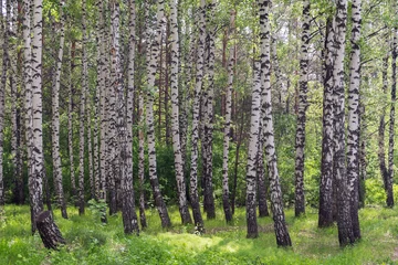 Acrylic prints Birch grove summer birch grove