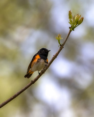 Closeup of American Redstart warbler perching on twig in forest