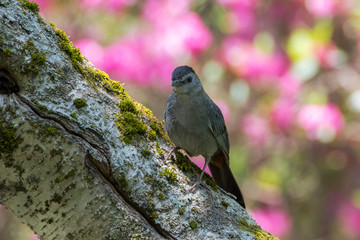 Gray Catbird on birch tree trunk with blurred pink flowers behind