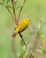 Closeup of Yellow Warbler on dogwood twig