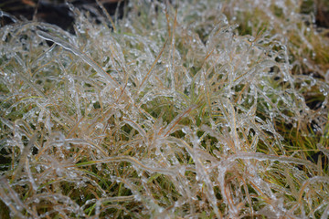 Ornaments of Ice - Grasses were ornamented with ice after snowstorm