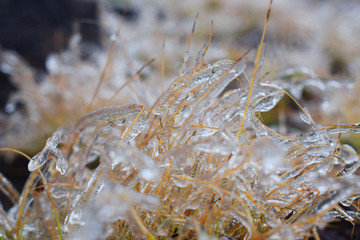 Ornaments of Ice - Grasses were ornamented with ice after snowstorm