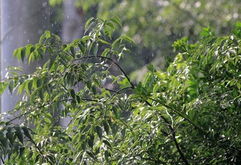 Fototapeta na wymiar Tree branch with green leaves in the rain