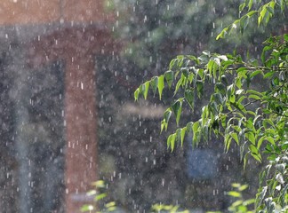 Tree branch with green leaves in the rain